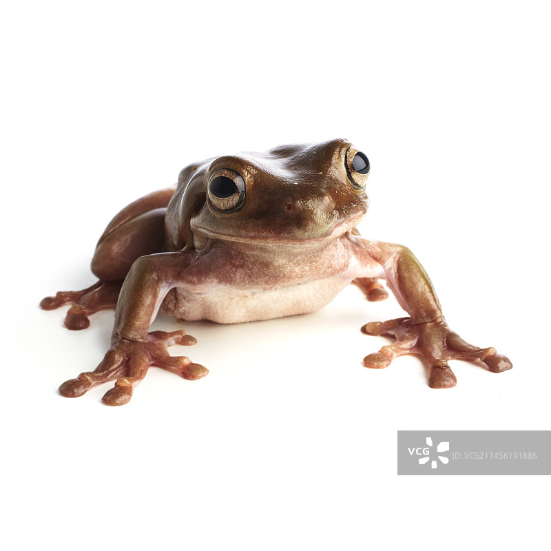 白氏树蛙图片素材