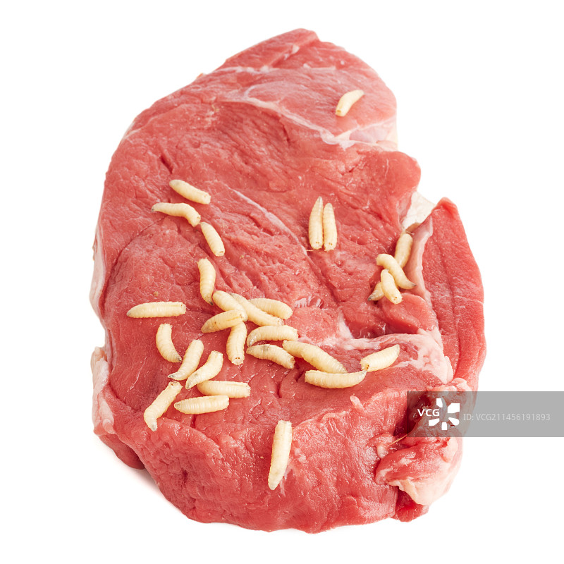 肉上的蛆图片素材