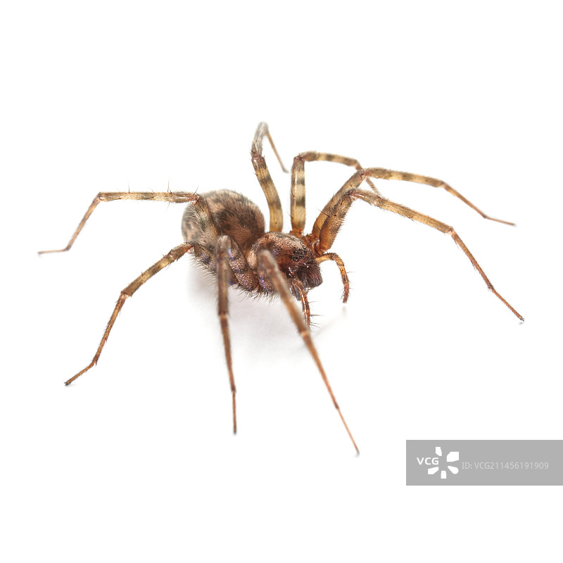 室内蜘蛛图片素材