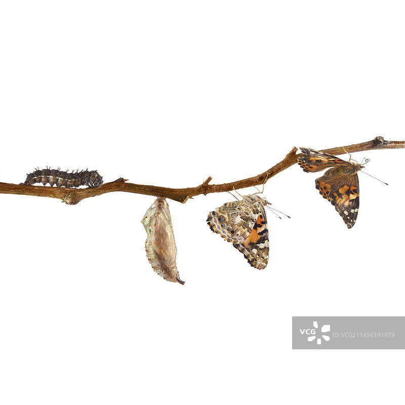 彩绘丽人蝴蝶的生命周期图片素材