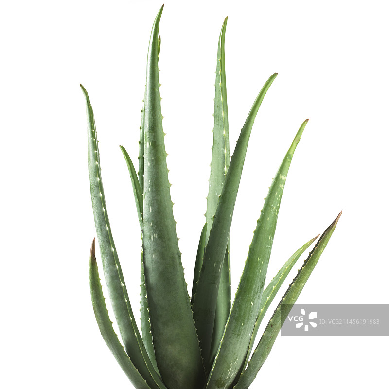 芦荟植物图片素材