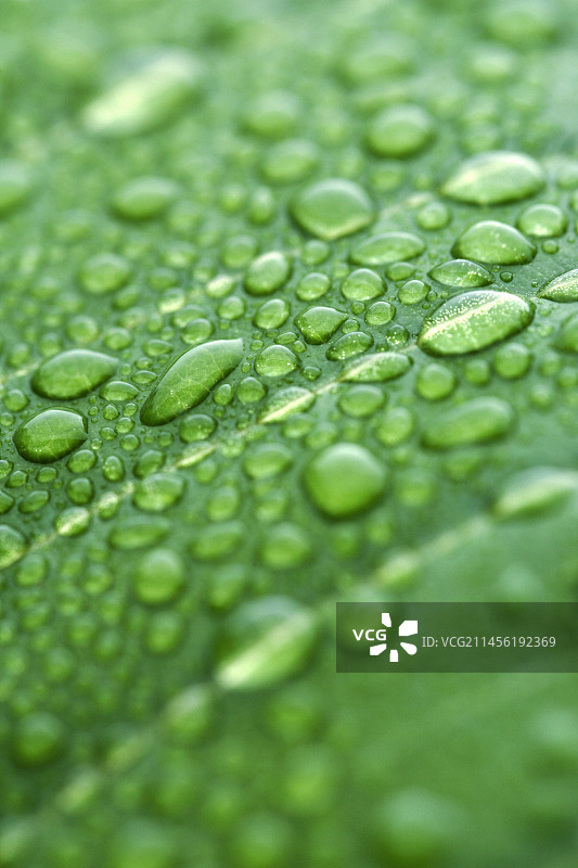 叶子上的水滴图片素材