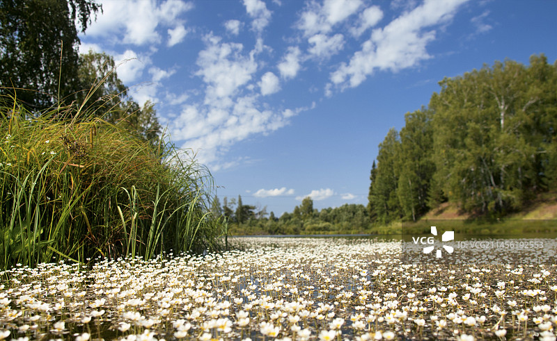 水生植物图片素材