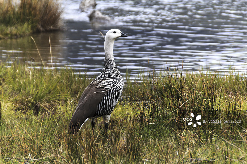 拉帕塔亚公园的麦哲伦雁图片素材