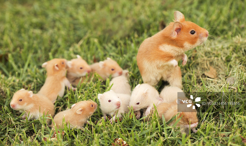 金色仓鼠与幼崽图片素材