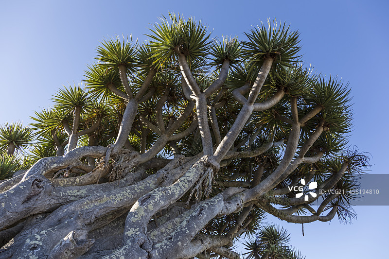 加那利群岛拉帕尔马岛的龙血树图片素材