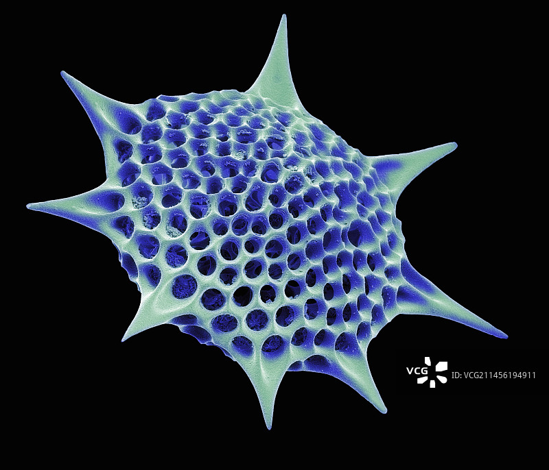 放射虫扫描电镜图片素材
