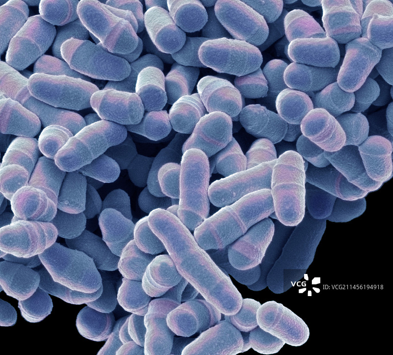 裂殖酵母菌扫描电镜图图片素材
