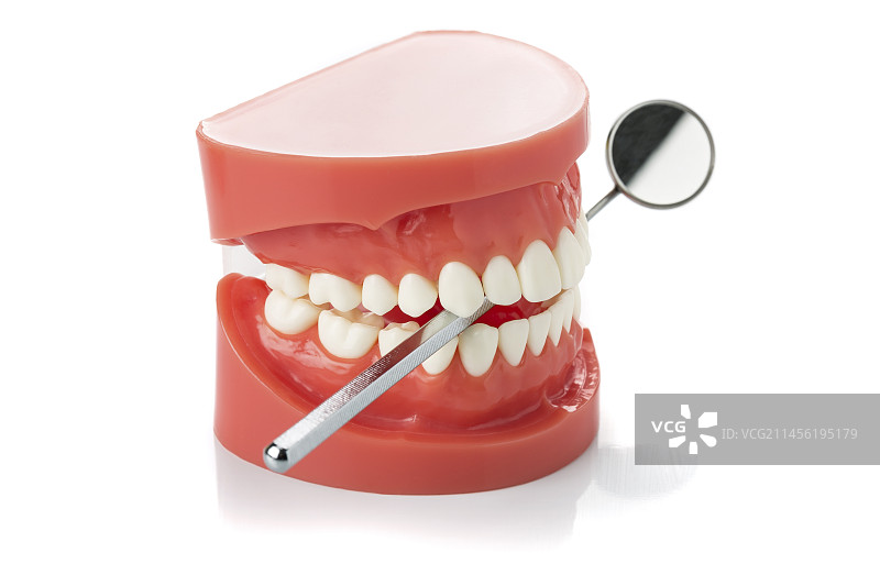 人类下颌模型与牙科镜图片素材