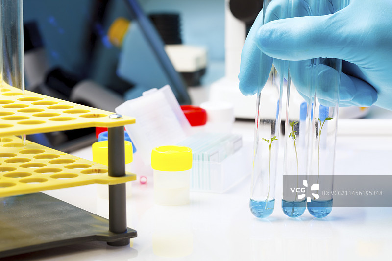 试管内的幼苗图片素材