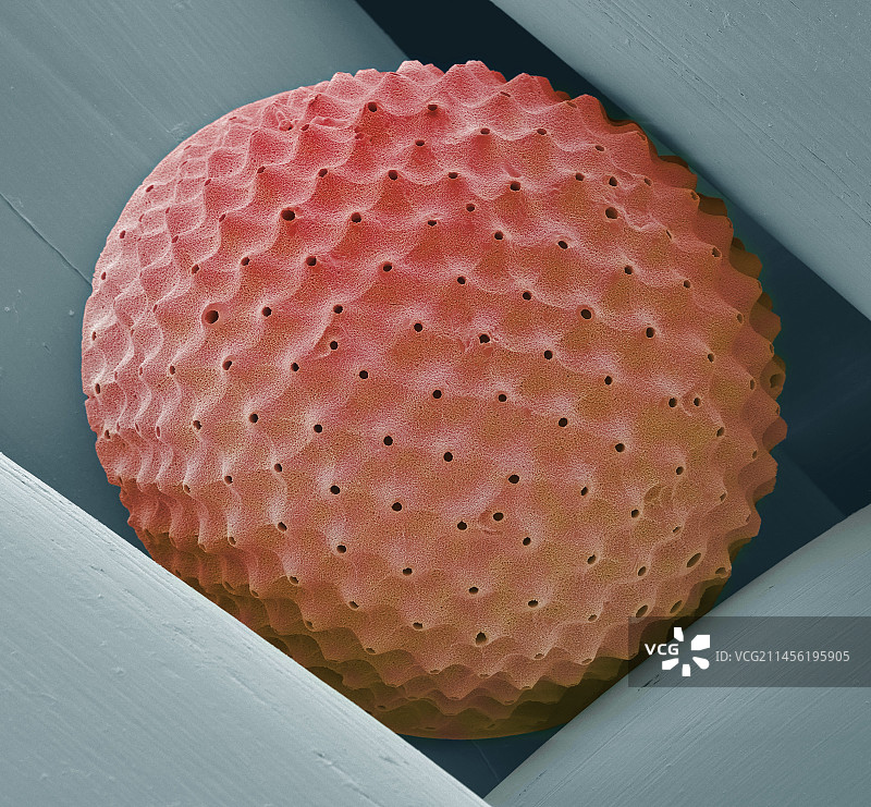 放射虫扫描电镜图片素材