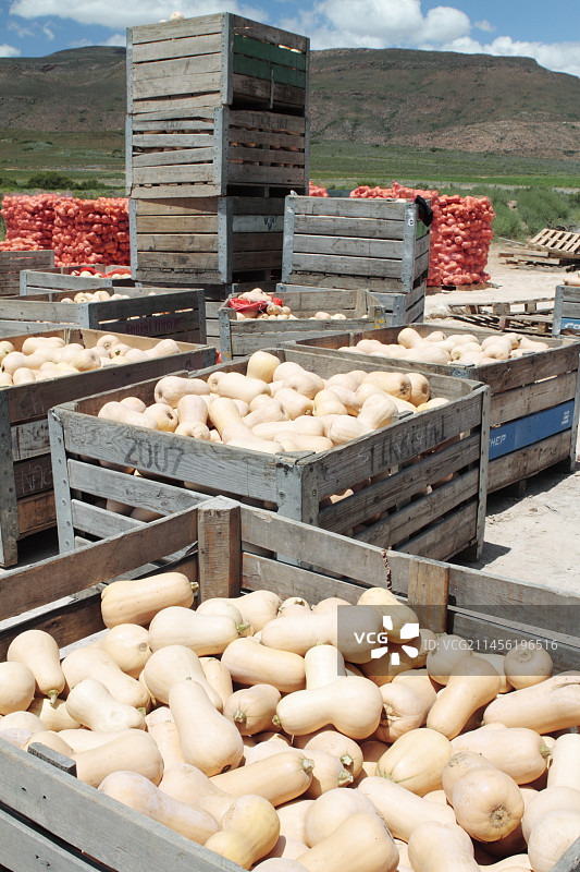 胡桃南瓜图片素材