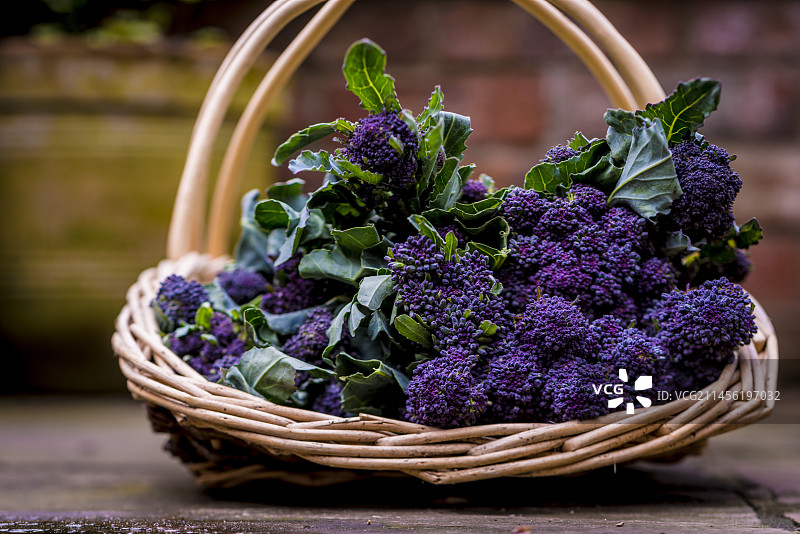 紫色芽西兰花图片素材