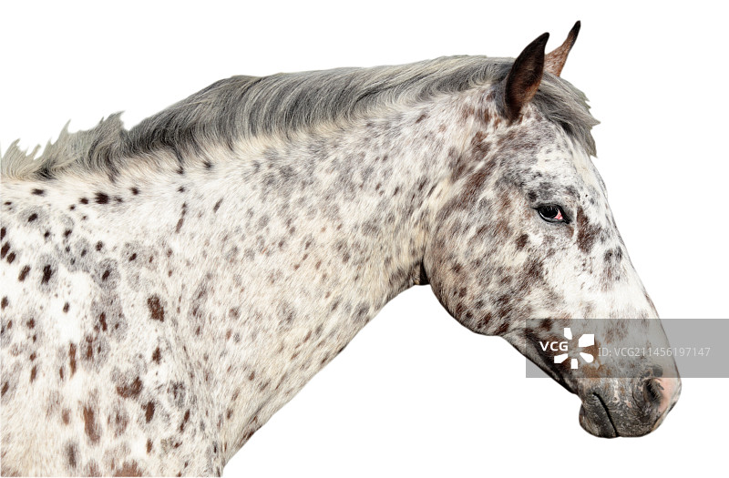 阿帕卢萨马图片素材