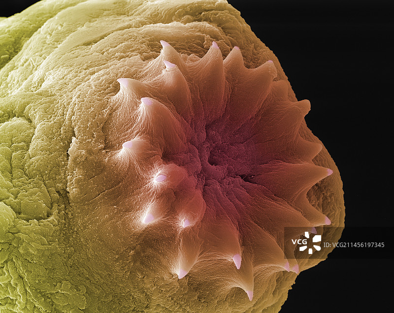 狗狗绦虫头部，扫描电子显微镜图图片素材