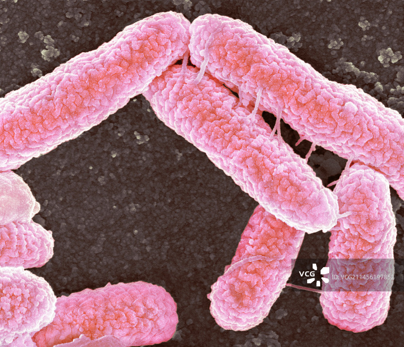大肠杆菌细菌扫描电镜图片素材