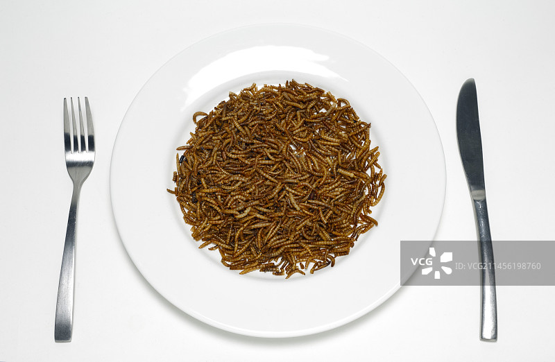 食用面包虫图片素材