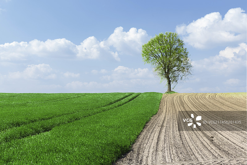 田野和树木图片素材