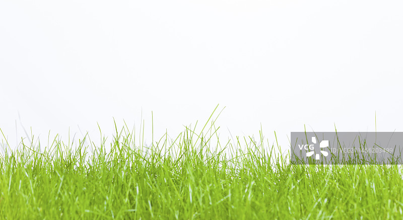 绿草图片素材