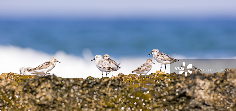 小滨鹬图片素材