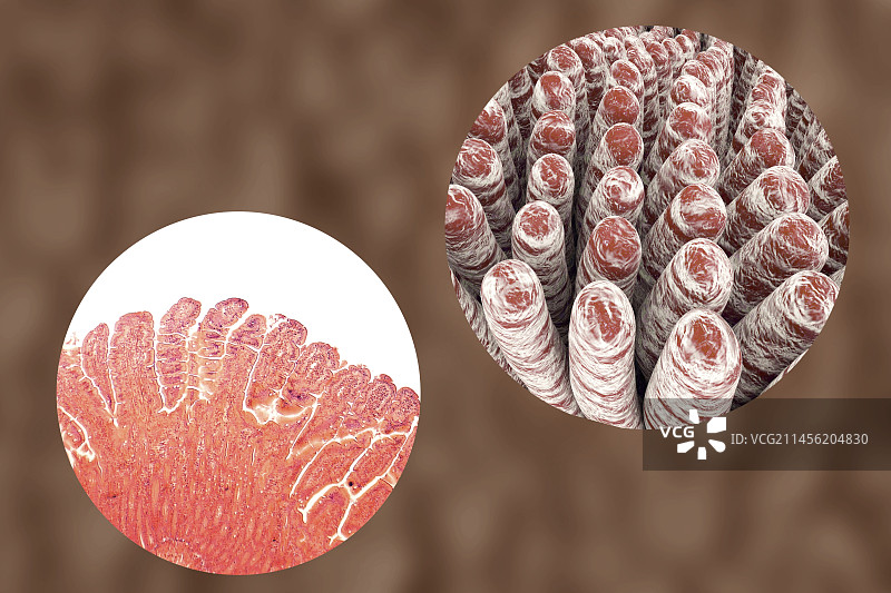 肠绒毛，图示图片素材