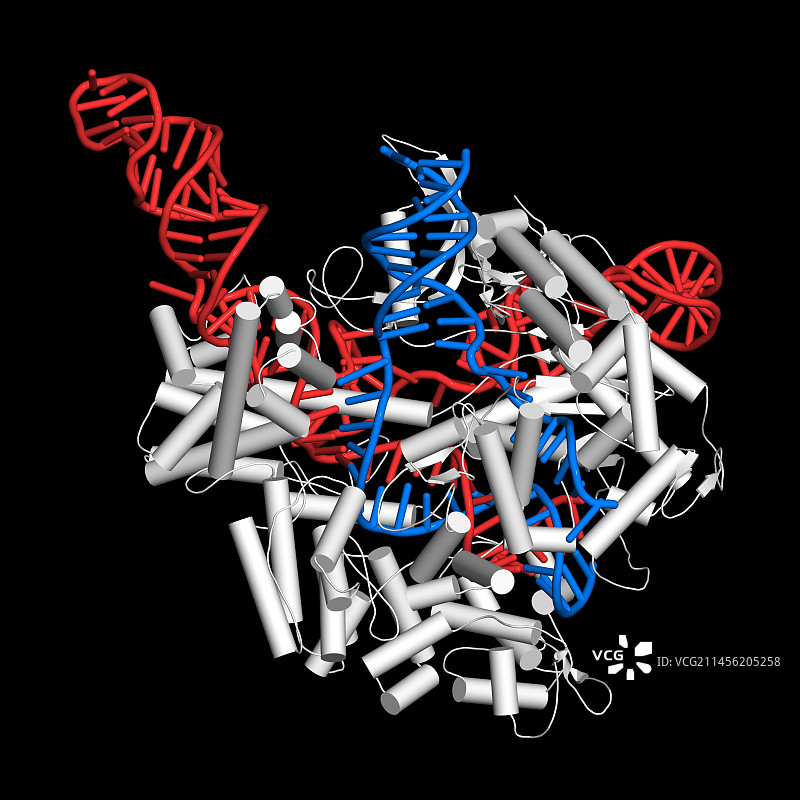 CRISPR-CAS9基因编辑插图图片素材