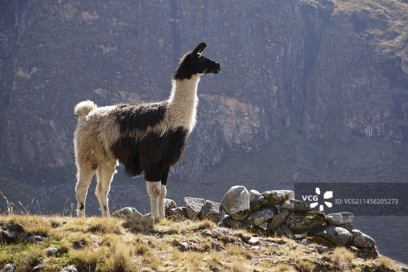 玻利维亚乔罗的羊驼图片素材