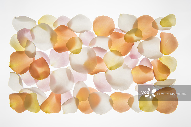 背光花瓣图片素材