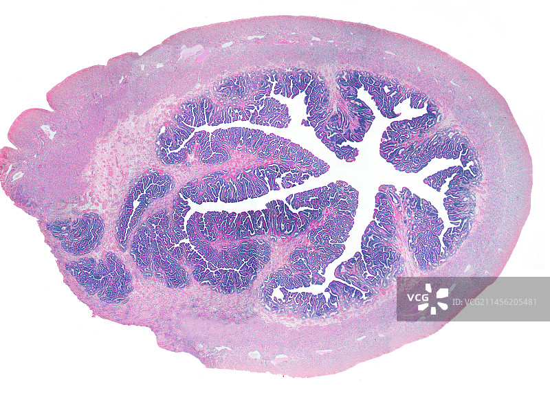 输卵管，LM图片素材
