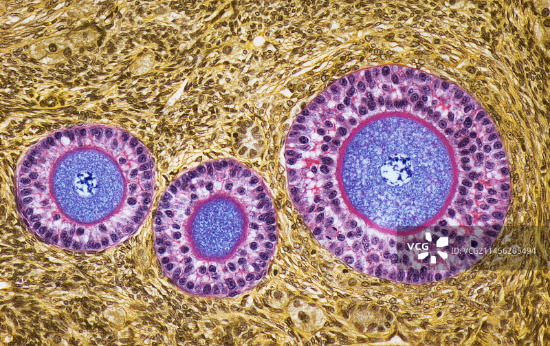 卵泡显微图图片素材
