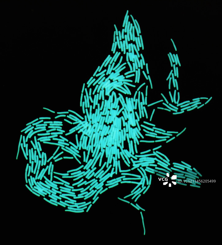 细菌菌落，LM图片素材