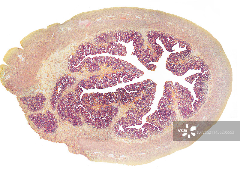 输卵管，LM图片素材