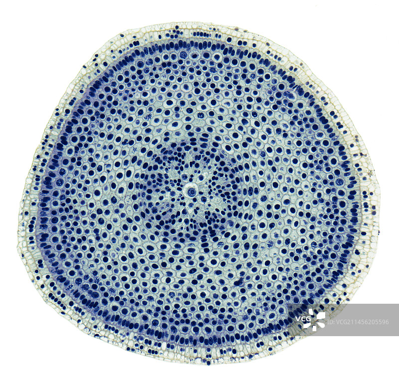 洋葱根尖显微图图片素材