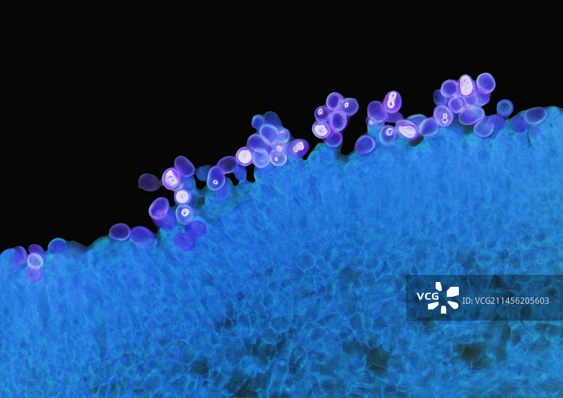 蘑菇菌褶，LM图片素材