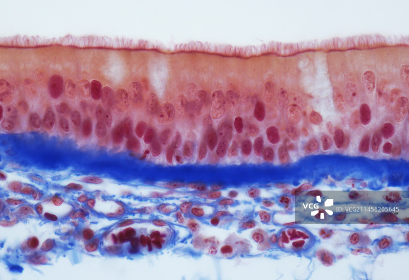气管上皮，LM图片素材