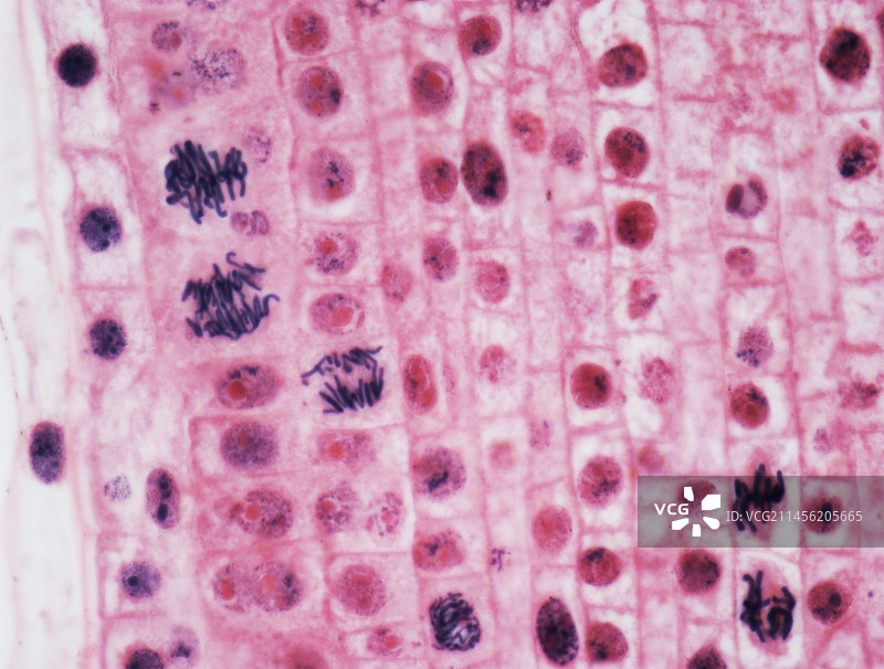 有丝分裂，LM图片素材