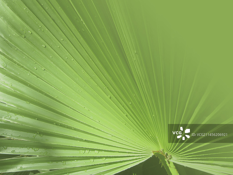 华盛顿棕榈图片素材