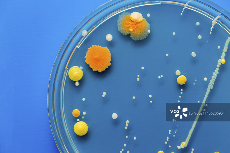 培养皿中的细菌图片素材