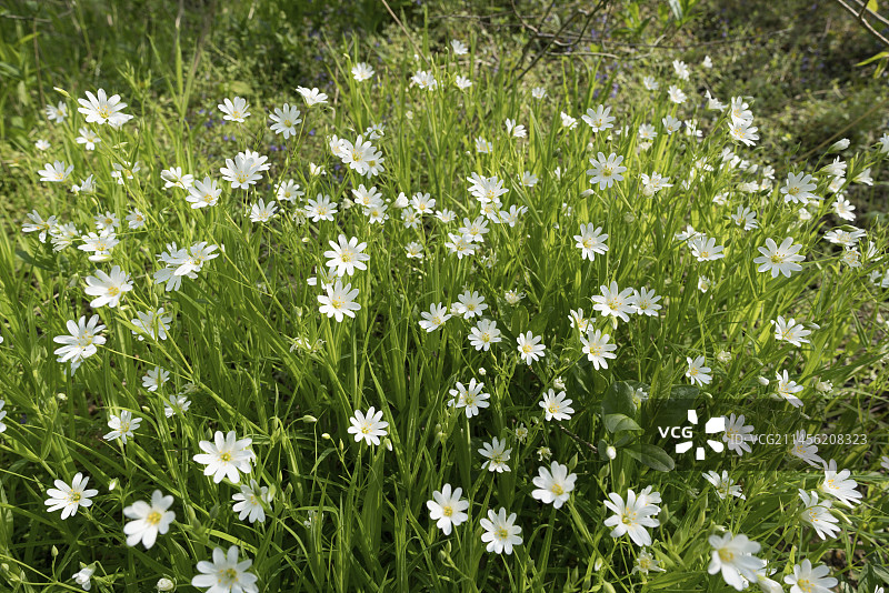 小白花（卷耳）图片素材