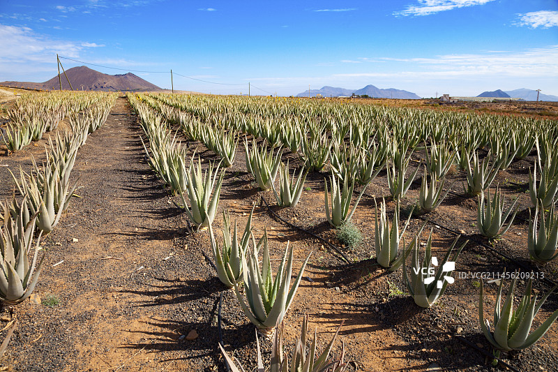 芦荟植物，富埃特文图拉岛，加那利群岛图片素材