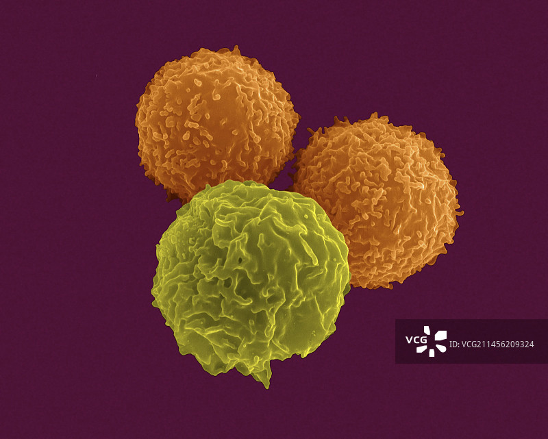 T淋巴细胞和中性粒细胞扫描电镜图图片素材