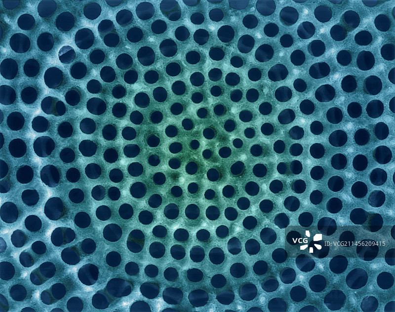 放射虫测试，扫描电镜图片素材