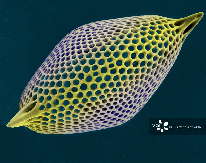 放射虫测试，扫描电镜图片素材