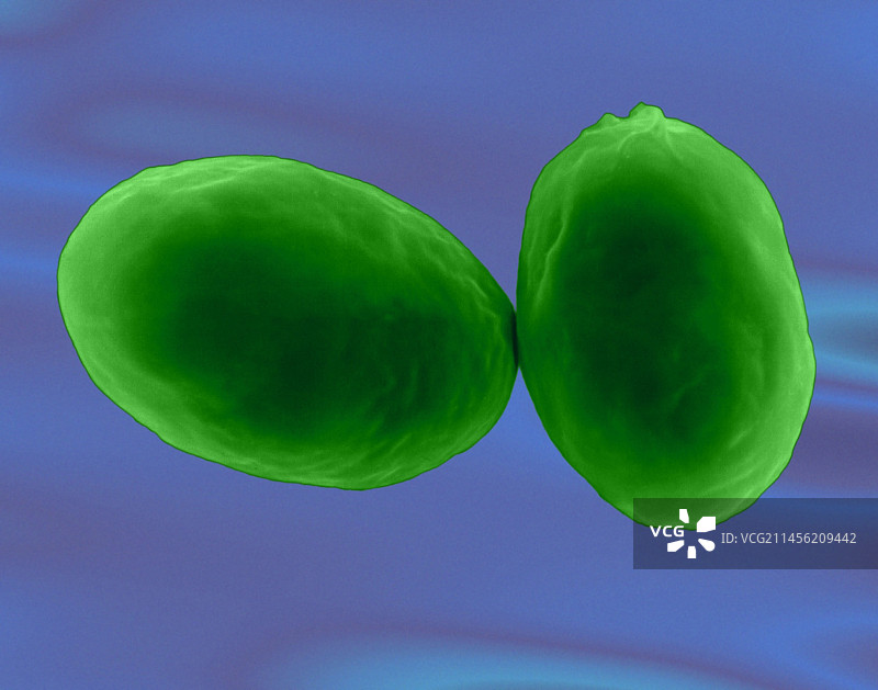 兰氏贾第鞭毛虫图片素材