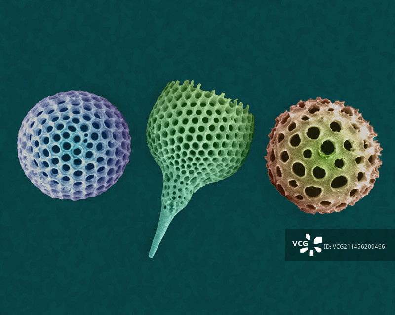 放射虫测试，扫描电子显微镜图片素材