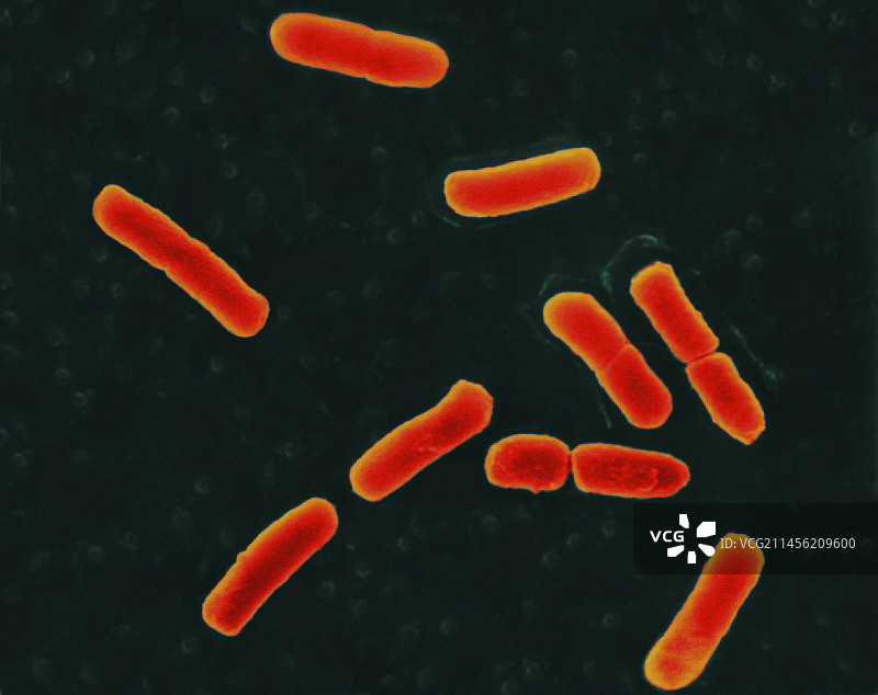 大肠杆菌，细菌，扫描电镜图片素材