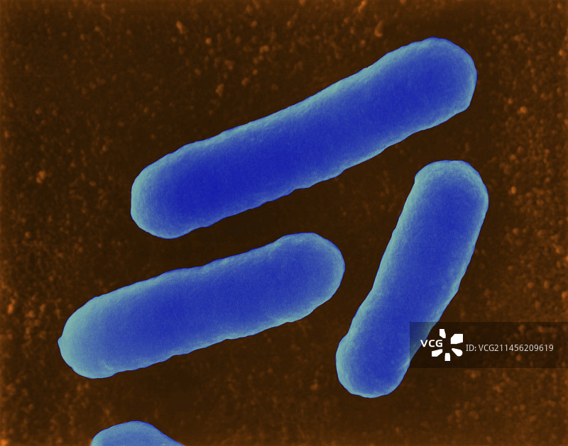 大肠杆菌扫描电镜图图片素材