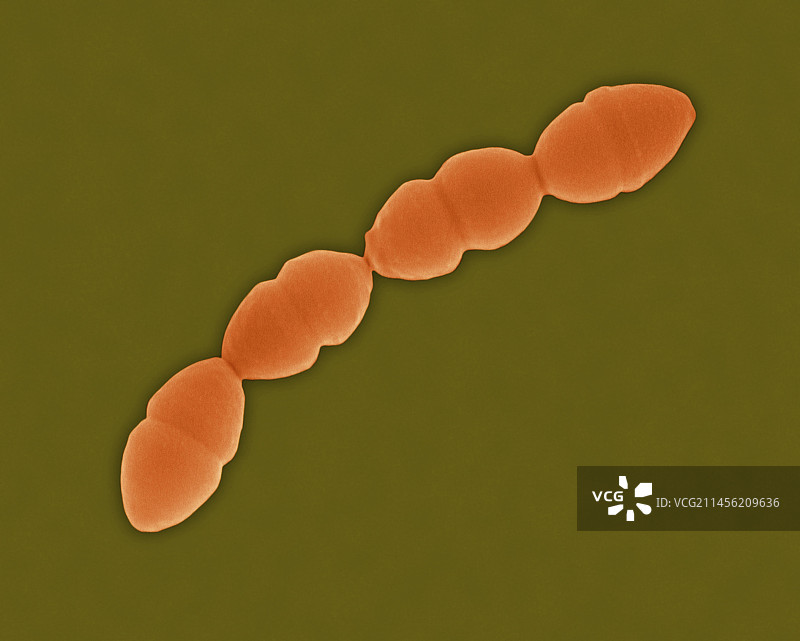 肺炎链球菌，球菌原核生物，扫描电子显微镜图片素材
