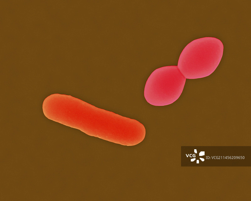 肺炎链球菌，扫描电镜图片素材