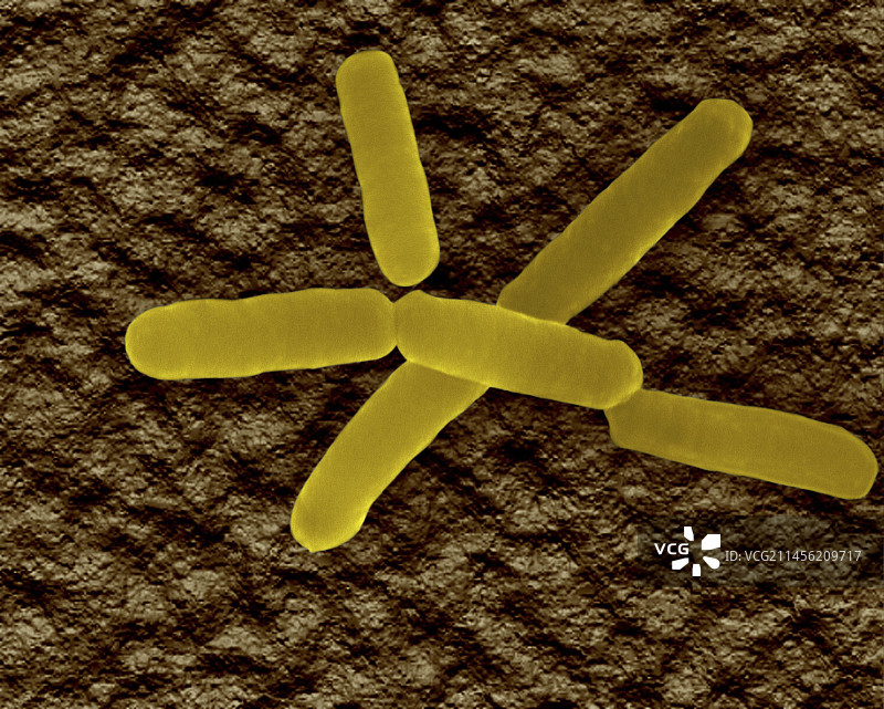土壤细菌（Bradyrhizobium sp.），扫描电子显微镜图片素材